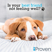 iProven Dog & Cat Thermometer for Fast and Accurate Fever Detection