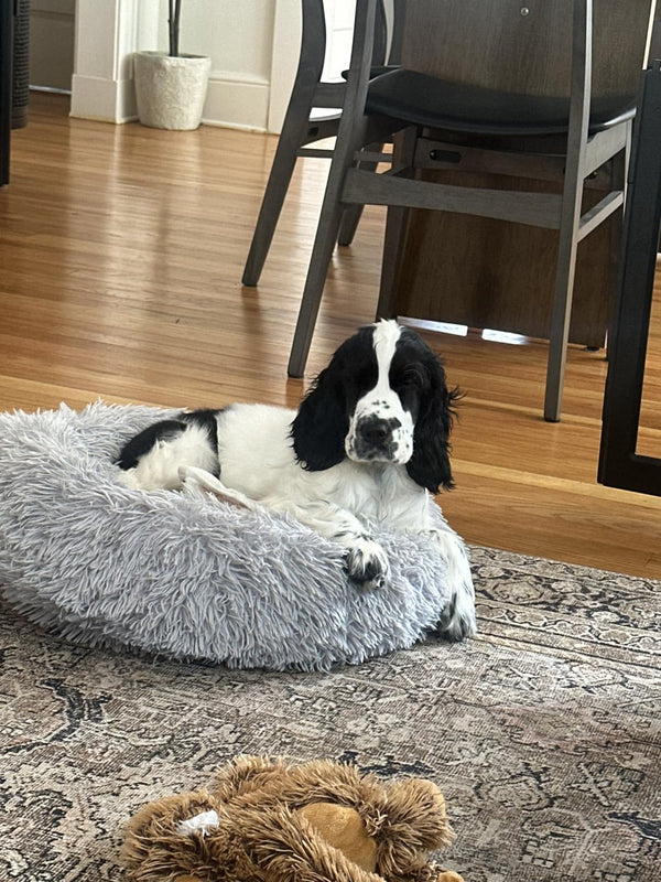 Puppiy customer pet photo 2